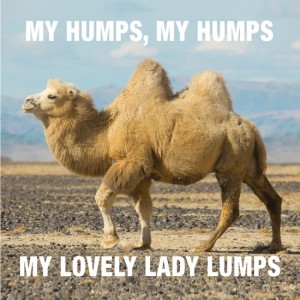 my-humps-camel-front